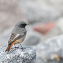 Birds perch on rocks  screen for extension Chrome web store in OffiDocs Chromium