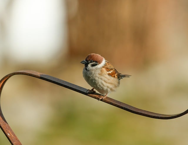 Free download bird sperling sparrow wildlife free picture to be edited with GIMP free online image editor