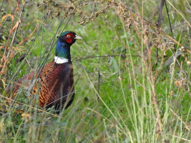 Free download Birds Pheasant Plumage -  free free photo or picture to be edited with GIMP online image editor