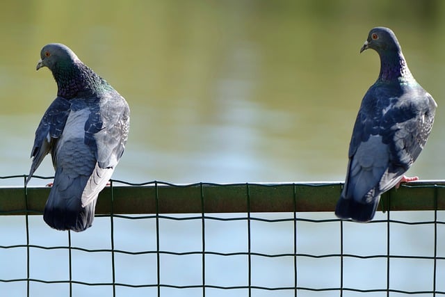 Free download birds pigeon dove feather perched free picture to be edited with GIMP free online image editor