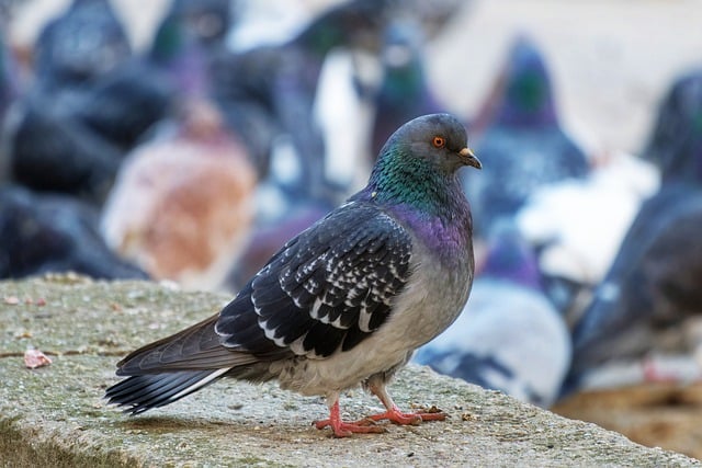 Gratis download vogels duif duif veren gevleugelde gratis foto om te bewerken met GIMP gratis online afbeeldingseditor