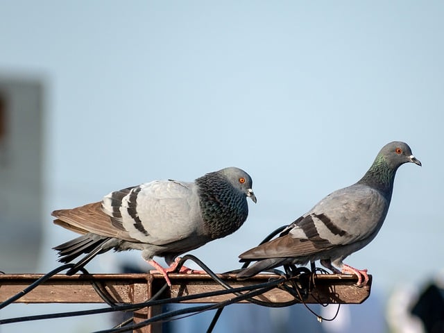 Free download birds pigeon ornithology species free picture to be edited with GIMP free online image editor