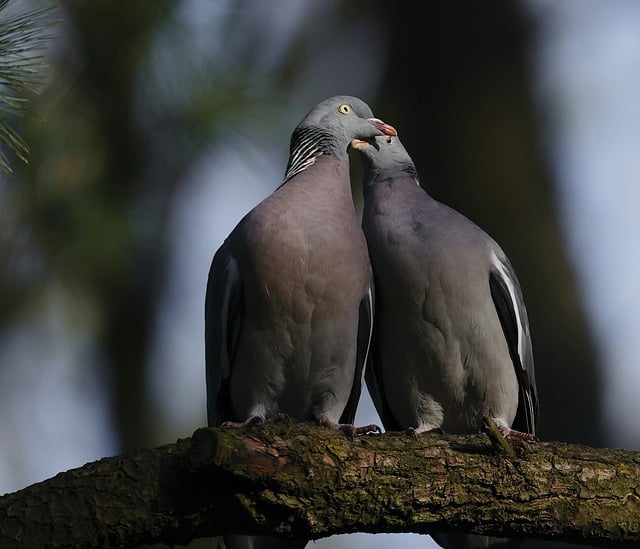 Free download birds pigeons couple animals avian free picture to be edited with GIMP free online image editor