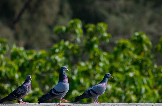 Free download birds pigeons nature wildlife free picture to be edited with GIMP free online image editor