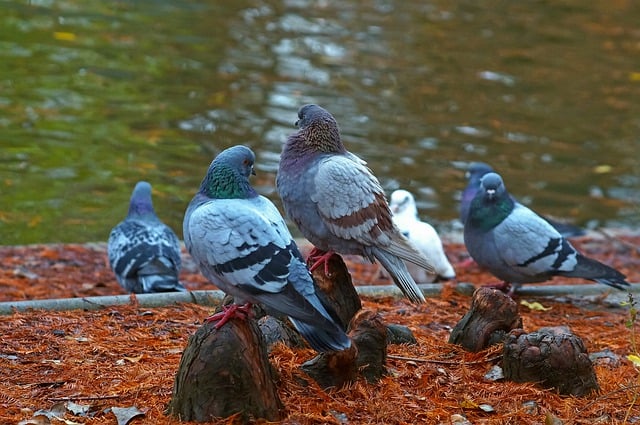 Free download birds pigeons park animal free picture to be edited with GIMP free online image editor