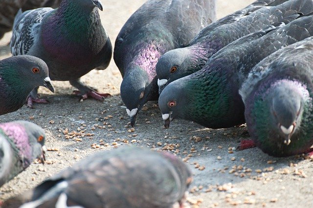 Download gratuito Birds Pigeons Picking - foto o immagine gratuita da modificare con l'editor di immagini online di GIMP