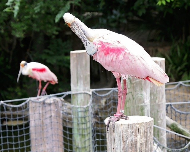 Bezpłatne pobieranie Birds Pink Captivity - darmowe zdjęcie lub obraz do edycji za pomocą internetowego edytora obrazów GIMP
