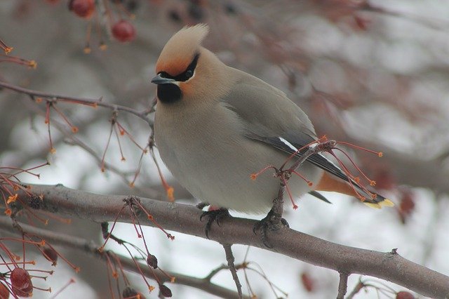 הורדה חינם Bird Spring - תמונה או תמונה בחינם לעריכה עם עורך התמונות המקוון GIMP