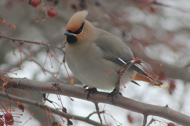 Free download Bird Spring -  free photo or picture to be edited with GIMP online image editor