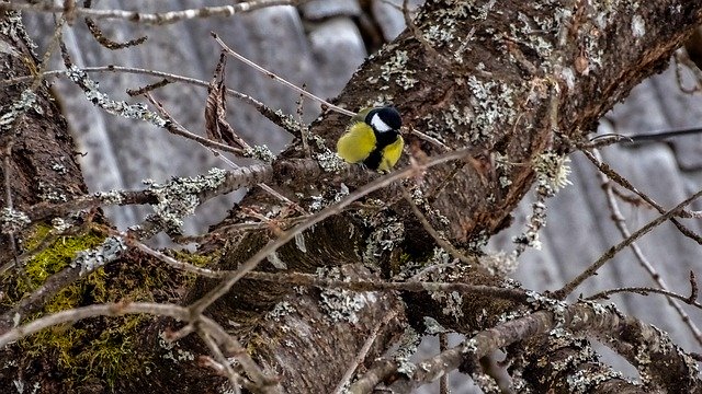 Free download Bird Spring Animals -  free photo or picture to be edited with GIMP online image editor