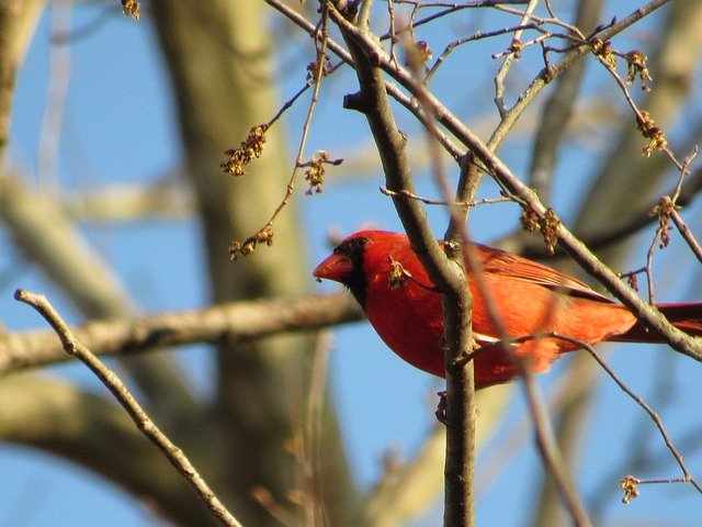 Free download Birds Red Cardinals Sky -  free photo or picture to be edited with GIMP online image editor