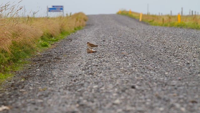 Free download birds road curlews gravel iceland free picture to be edited with GIMP free online image editor