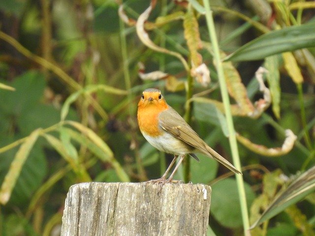 Free download Birds Robin Cute -  free photo or picture to be edited with GIMP online image editor