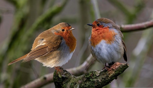 Free download birds robin forest nature free picture to be edited with GIMP free online image editor