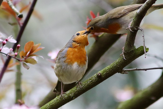 Free download birds robin songbird free picture to be edited with GIMP free online image editor