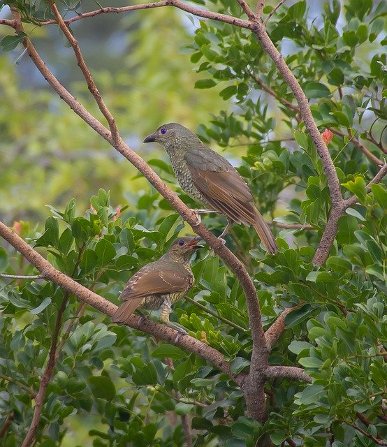 Free download Birds Satin Bowerbirds -  free photo or picture to be edited with GIMP online image editor