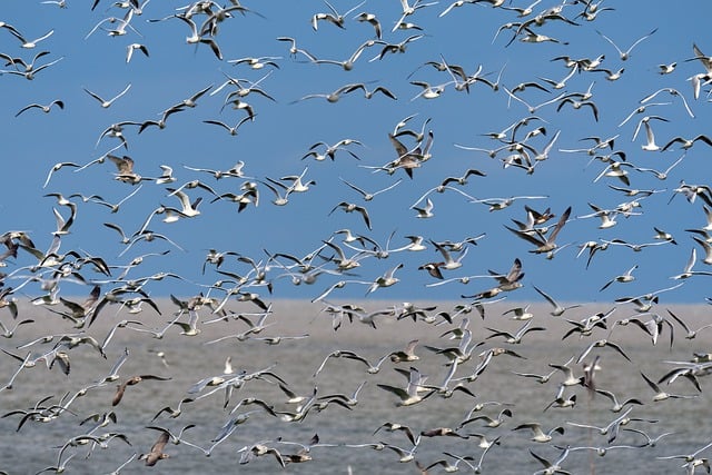 Libreng download birds sea bird seagulls libreng larawan na ie-edit gamit ang GIMP free online image editor