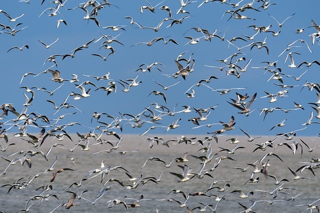 ດາວ​ໂຫຼດ​ຟຣີ​ນົກ​ທະ​ເລ​ນົກ seagulls ຮູບ​ພາບ​ຟຣີ​ທີ່​ຈະ​ໄດ້​ຮັບ​ການ​ແກ້​ໄຂ​ທີ່​ມີ GIMP ບັນນາທິການ​ຮູບ​ພາບ​ອອນ​ໄລ​ນ​໌​ຟຣີ​