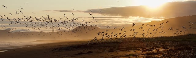 Free download birds sea clouds sunlight nature free picture to be edited with GIMP free online image editor