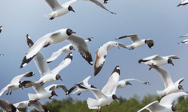 Free download birds seagulls flying bird free picture to be edited with GIMP free online image editor
