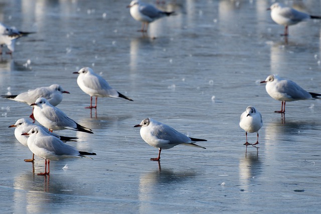 Free download birds seagulls ornithology species free picture to be edited with GIMP free online image editor