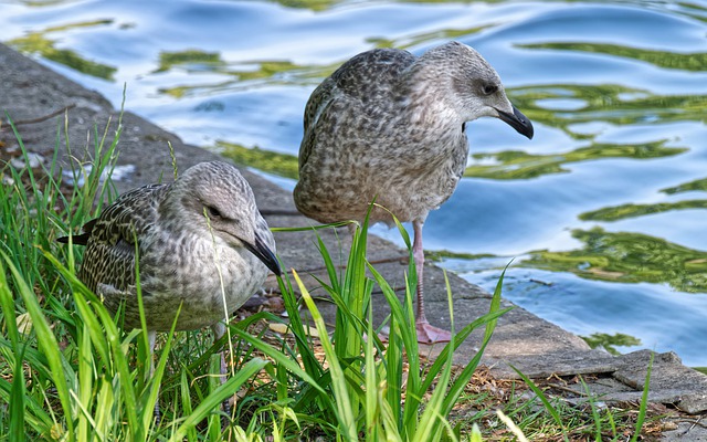 Free download birds seagulls plumage motley free picture to be edited with GIMP free online image editor