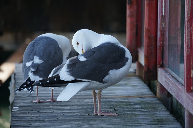 Free download birds seagulls seabirds wildlife free picture to be edited with GIMP free online image editor