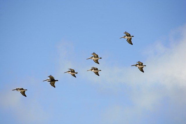 Download grátis Birds Sea Pelicans - foto ou imagem gratuita a ser editada com o editor de imagens online GIMP