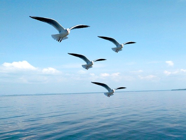 Free download Birds Sea Sun Blue -  free photo or picture to be edited with GIMP online image editor