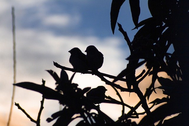 Free download Birds Shadow Sky -  free photo or picture to be edited with GIMP online image editor