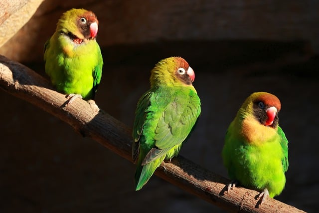 Free download birds shell parakeets animals free picture to be edited with GIMP free online image editor