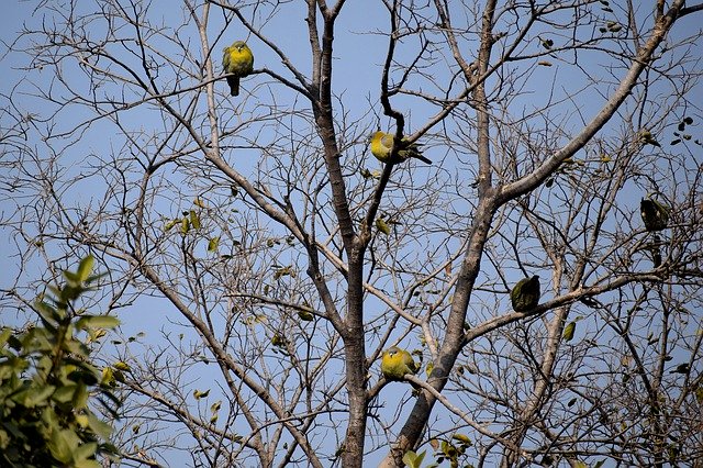 Free download Birds Sitting Tree Branches -  free photo or picture to be edited with GIMP online image editor