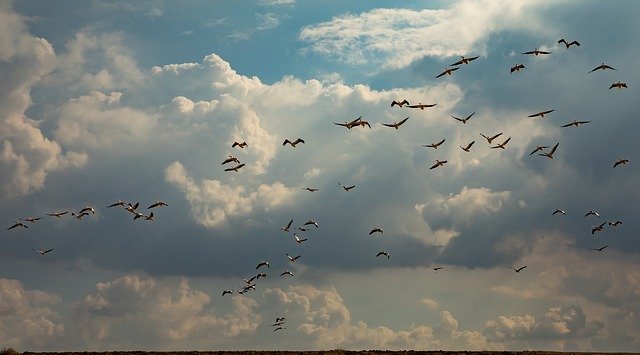 Unduh gratis Birds Sky Clouds - foto atau gambar gratis untuk diedit dengan editor gambar online GIMP