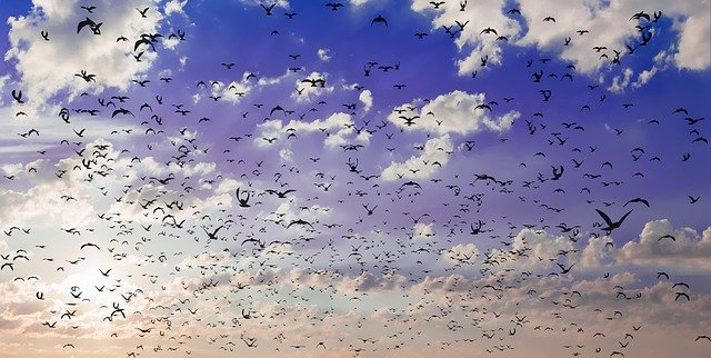 Download gratuito Birds Sky Flying - foto o immagine gratuita da modificare con l'editor di immagini online di GIMP