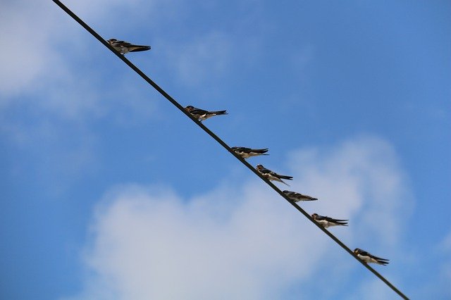 Free picture Birds Sky Telephone Cable -  to be edited by GIMP free image editor by OffiDocs