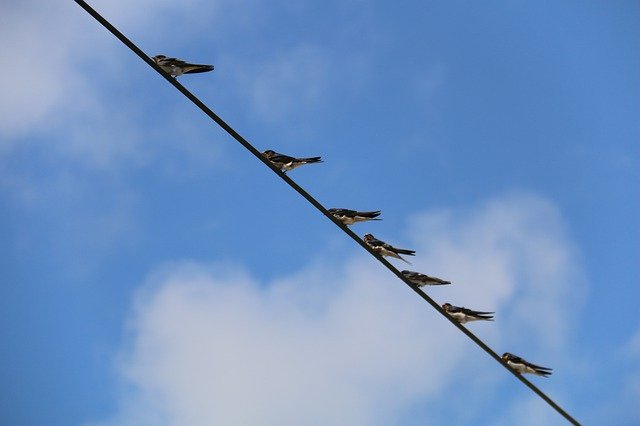 Muat turun percuma Birds Sky Telephone Cable - foto atau gambar percuma untuk diedit dengan editor imej dalam talian GIMP