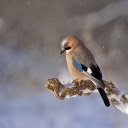 Birds sleep  screen for extension Chrome web store in OffiDocs Chromium