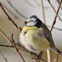 Birds sleep in trees  screen for extension Chrome web store in OffiDocs Chromium