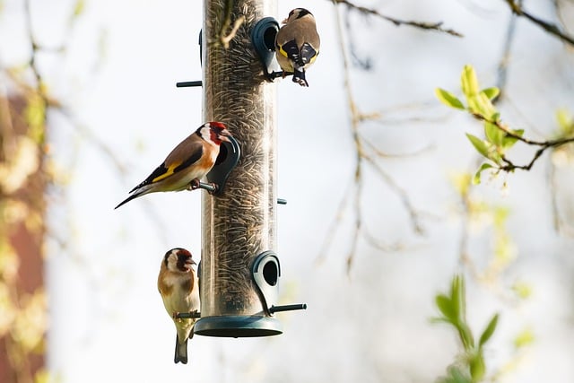 Free download birds songbirds goldfinch stieglitz free picture to be edited with GIMP free online image editor