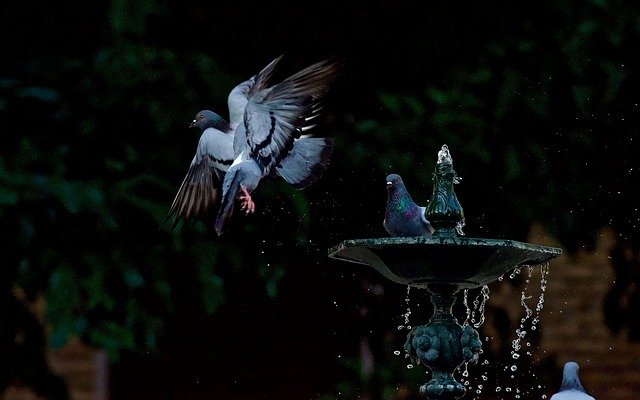 Free download Birds Source Plumage -  free photo or picture to be edited with GIMP online image editor