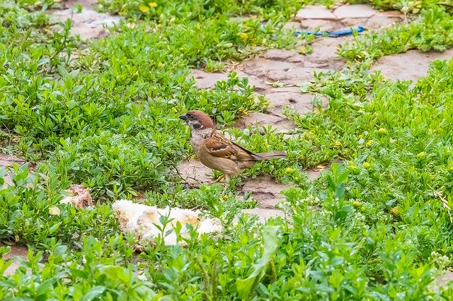 Descarga gratuita Birds Sparrow Animals - foto o imagen gratuita para editar con el editor de imágenes en línea GIMP