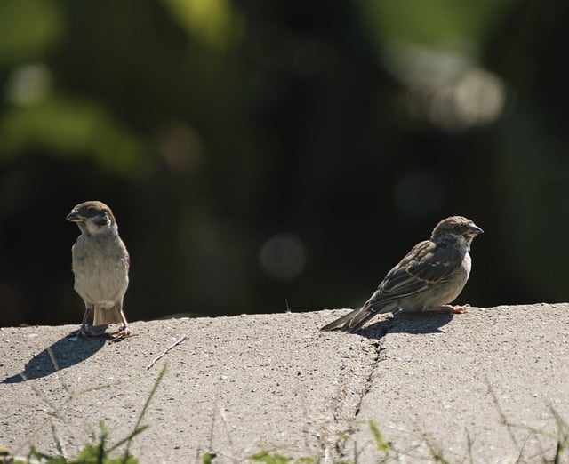 Free download birds sparrows perched animals free picture to be edited with GIMP free online image editor