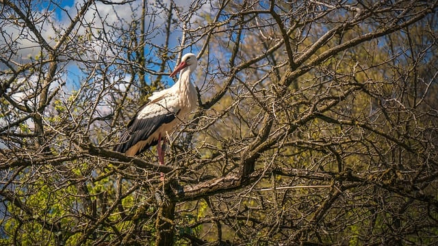 Free download birds stork beak nest plumage free picture to be edited with GIMP free online image editor