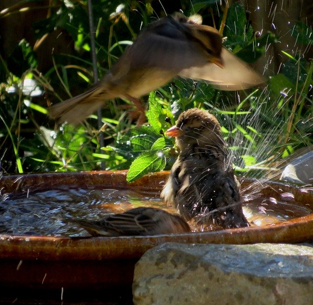 Free download Birds Summer Birdbath -  free photo or picture to be edited with GIMP online image editor