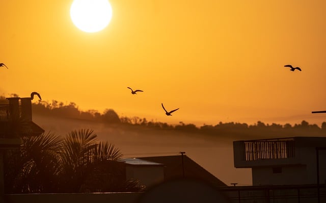 Free download birds sunrise sunset sun light free picture to be edited with GIMP free online image editor