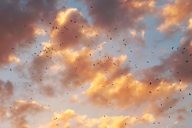 Free download birds sunset skyscape sky clouds free picture to be edited with GIMP free online image editor