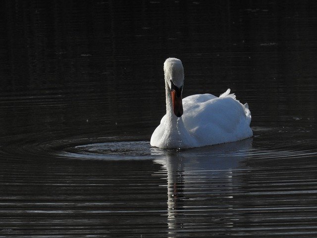 Free download Birds Swan Nature -  free photo or picture to be edited with GIMP online image editor