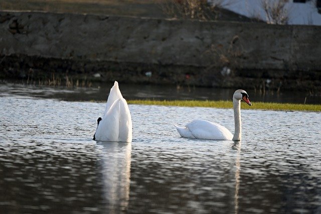 Free download birds swan ornithology species free picture to be edited with GIMP free online image editor