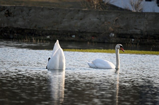 ດາວໂຫຼດຟຣີນົກ swan ornithology ຊະນິດພັນຮູບພາບຟຣີທີ່ຈະແກ້ໄຂດ້ວຍ GIMP ບັນນາທິການຮູບພາບອອນໄລນ໌ຟຣີ