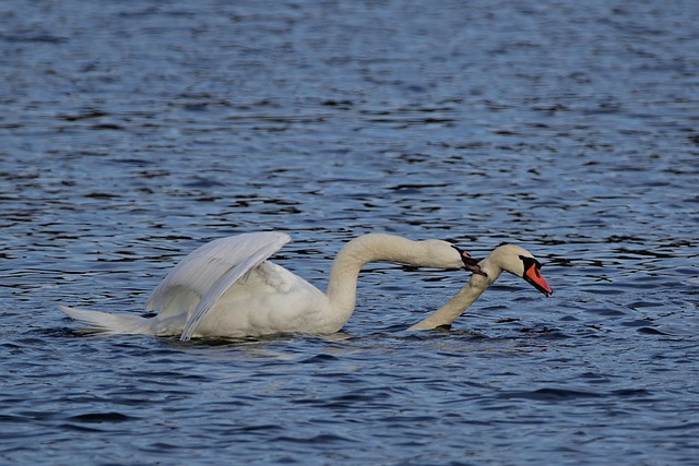 Free download birds swans mute swans lake free picture to be edited with GIMP free online image editor